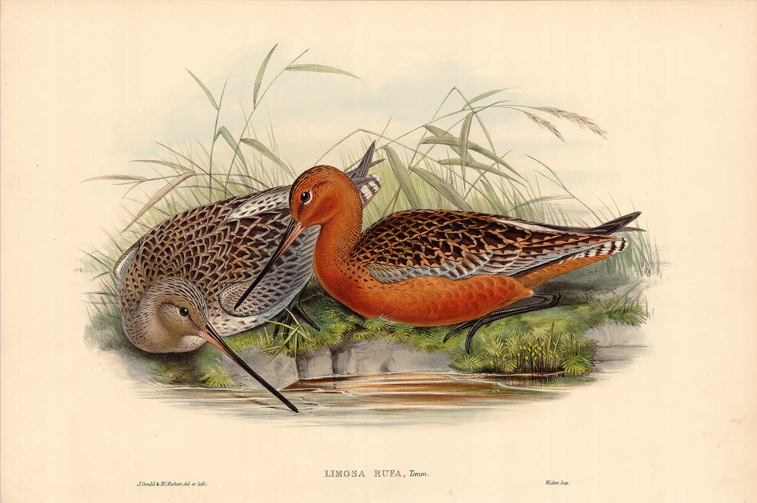 Bar-Tailed Godwit (Limosa Rufa) Bar-Tailed Godwit (Limosa Rufa)