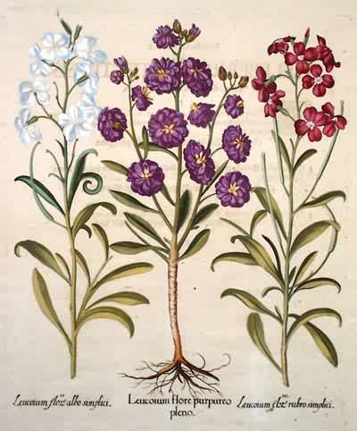 Double-flowered Purple Stock - White Stock - Rose-colored Stock