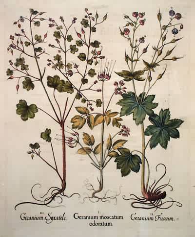 Musk Cranesbill - Livid Cranesbill - Shining Cranesbill