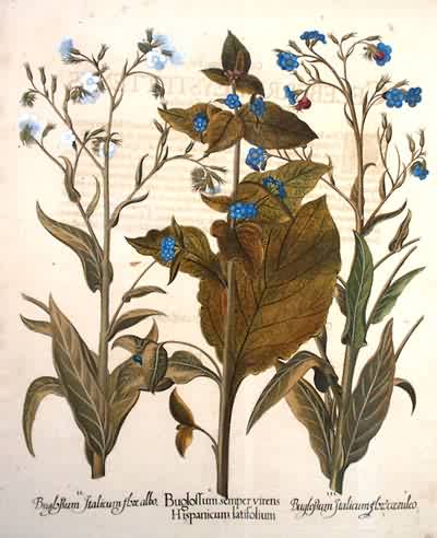 Garden Bugloss - White Italian Bugloss - Blue Italian Bugloss