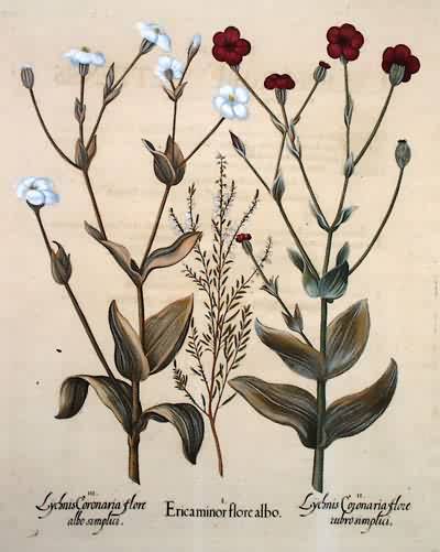 Heather-Crimson Mullein Pink-White Mullein Pink