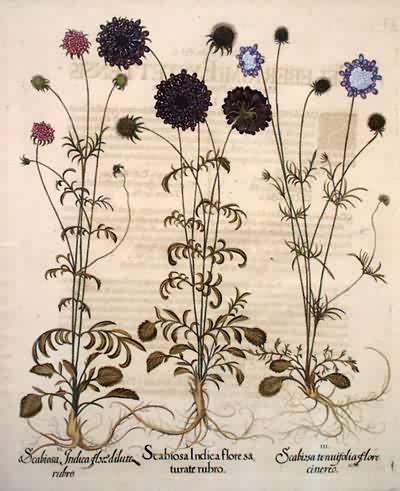 Double-flowered Mourning Bride-Mourning Bride-Scabiosa
