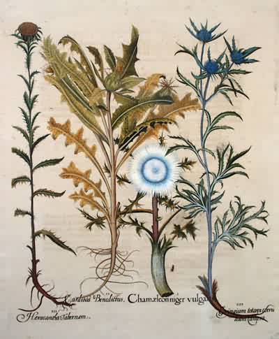 Large Alpine Carlina - Blessed Thistle - Small Carlina - Small Blue Sea Holly