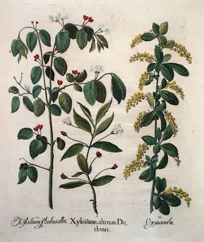 Alpine Honeysuckle - Fly Honeysuckle - Barberry