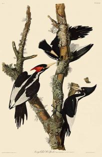 Audubon's Ivory Billed Woodpecker