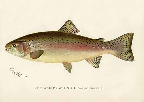 The Rainbow Trout (Salmo Irideus) The Rainbow Trout (Salmo Irideus)