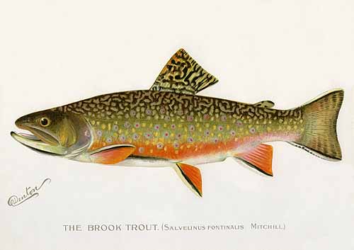 Brook Trout