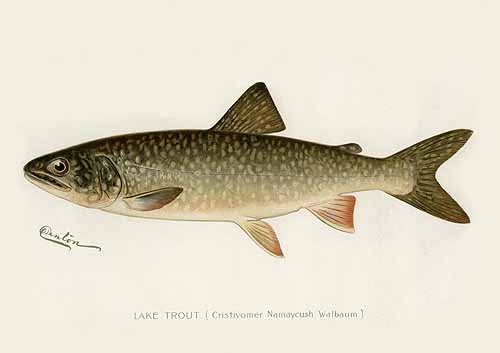 Lake Trout Lake Trout