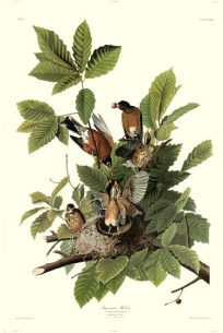Audubon's Robins
