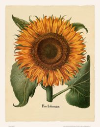 Besler - Sunflower