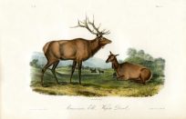 America Elk - Wapiti Deer