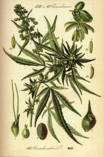 Cannabinaceae. Cannabis sativa L.