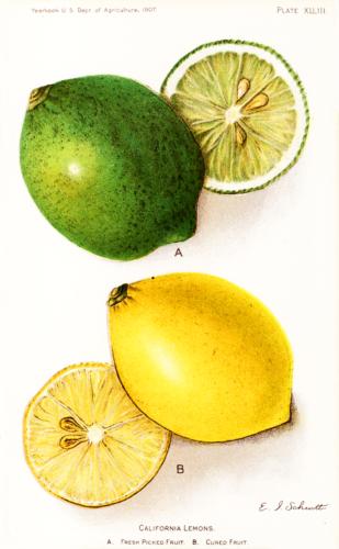 California Lemons