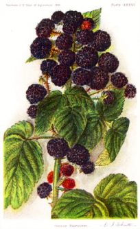 Hoosier Raspberry