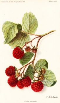 Eaton Raspberry