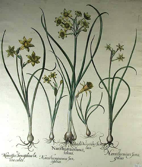 Narcissus Maior Lunci Folius