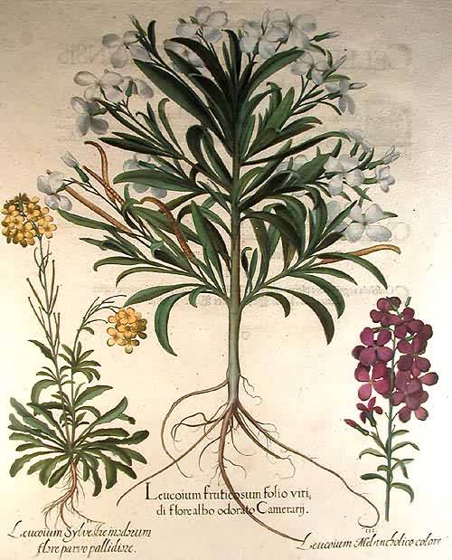 White stock - Leucoium fruticosum folio viri