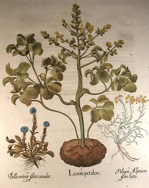 Turkish lion's-foot - Leontopetalon