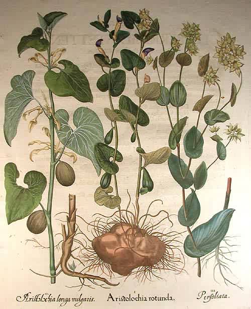 Round-routed birthwort - Aristolochia rotunda