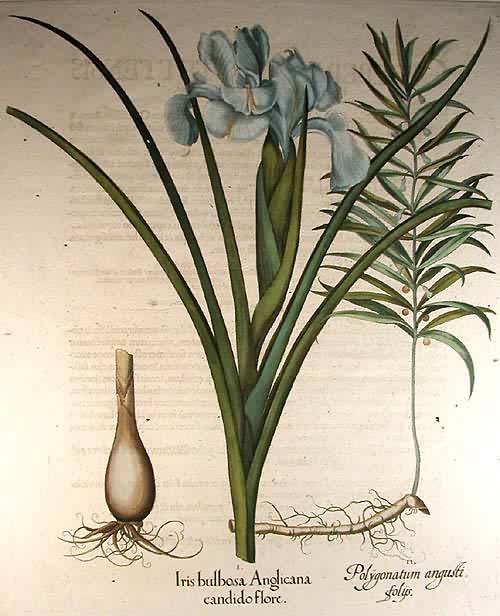 Biforous white English iris - Iris bulbosa Anglicana