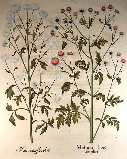 Feverfew - Matricaria flore simplici