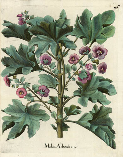 Tree Mallow - Malua Arborefcens