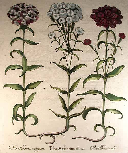 White sweet william-Flos Armerius albus