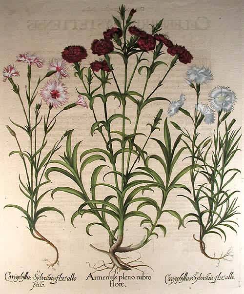 Double flowered rusty pink - Armerius pleno rubro flore