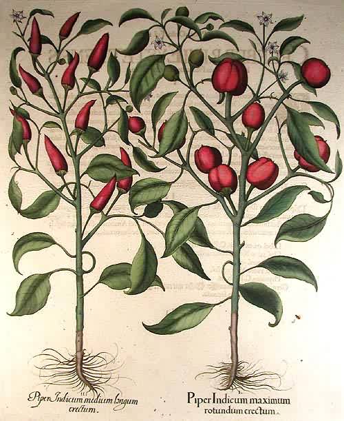 Red peppers - Piper Indicum Maximum Longum