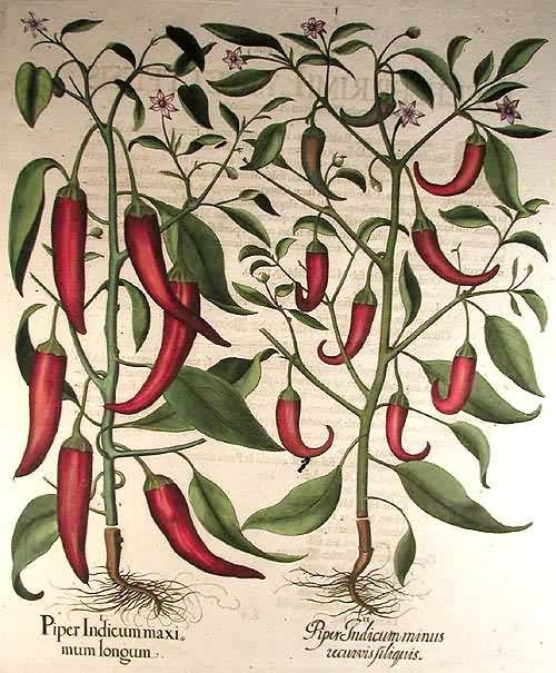 Red peppers - Piper Indicum Maximum Rotundum Erectum