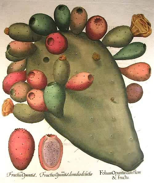 Stem of the Indian fig - Folium Opuntiae cum flore