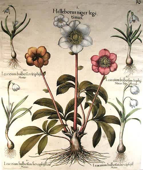 Green hellebore-Helleborus niger legi