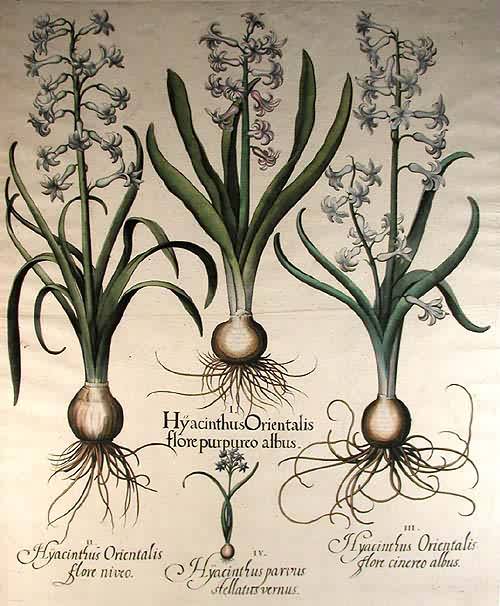 Hyacinth - Hyacinthus Orientalis Flore Purpureo Albus