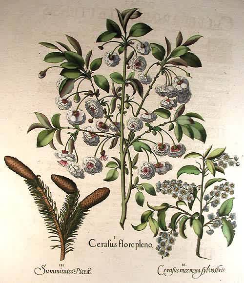 Double-flowered cherry - Cerafus flore pleno