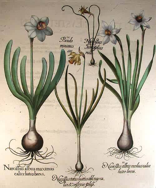 White narcissus - Narcissus totus luteus oblongo