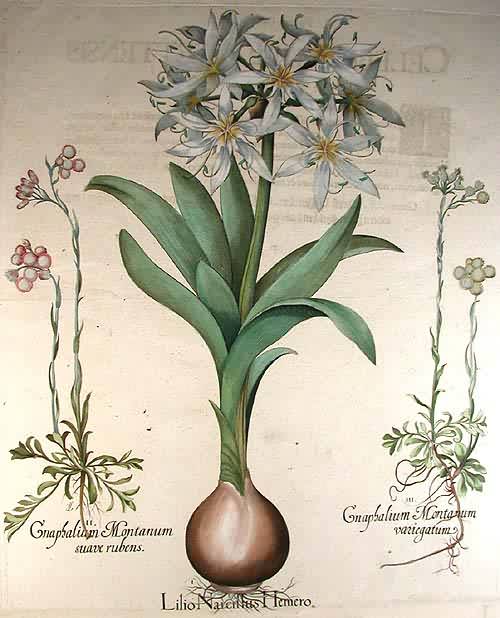 Pancratium - Lilio Narcillus Hemero