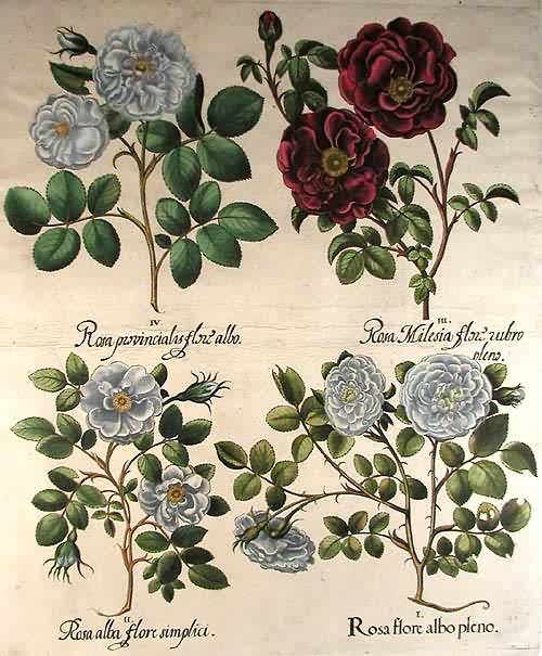 White double-flowered rose