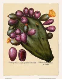 Besler - Indian Fig