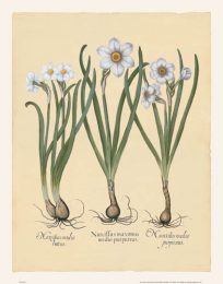 Besler - Narcissus