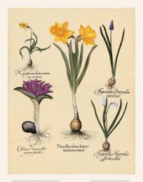 Besler - Narcissus-Hyacinth