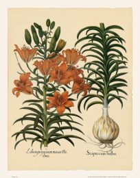 Besler - Orange Lily