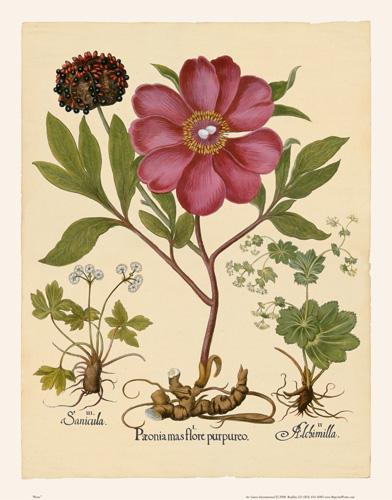 Besler - Peony 2