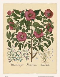 Besler - Rose of Sharon