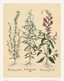 Besler - Snapdragon