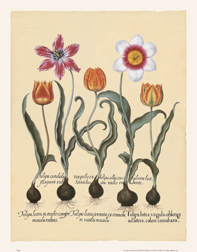 Besler - Tulip 2