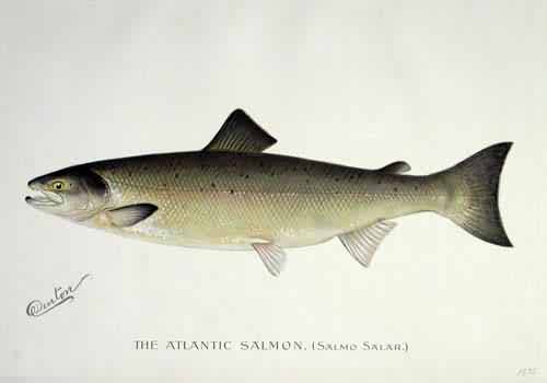 The Atlantic Salmon The Atlantic Salmon