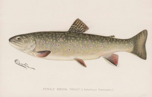 Female Brook Trout