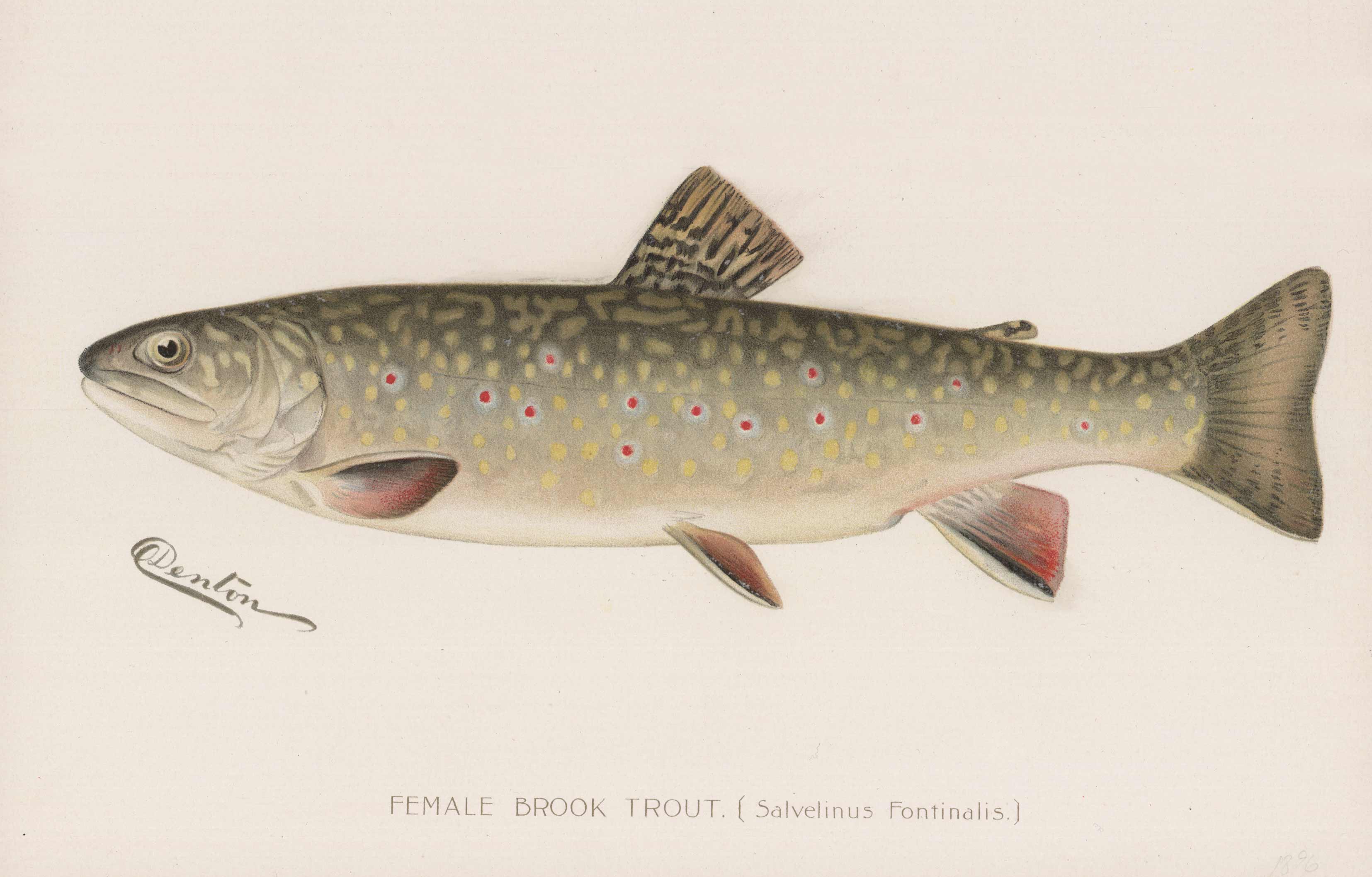 Female Brook Trout Female Brook Trout
