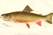 Male Brook Trout - Reproduction