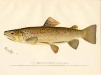 The Brown Trout - Reproduction